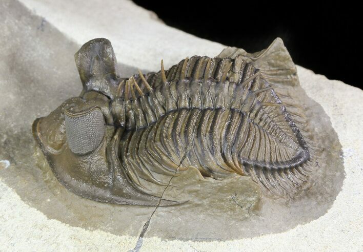 Dramatic Tower-Eyed Erbenochile Trilobite With Barrandeops #46442